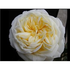 KRON PRINCESSE MARY (floribunda)